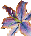 Colourcorp Print Flower.